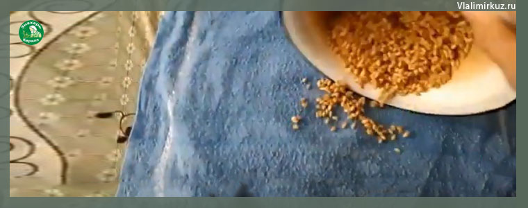 Как прорастить пшеницу дома