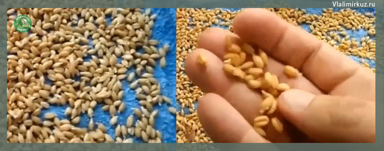 Как прорастить пшеницу дома